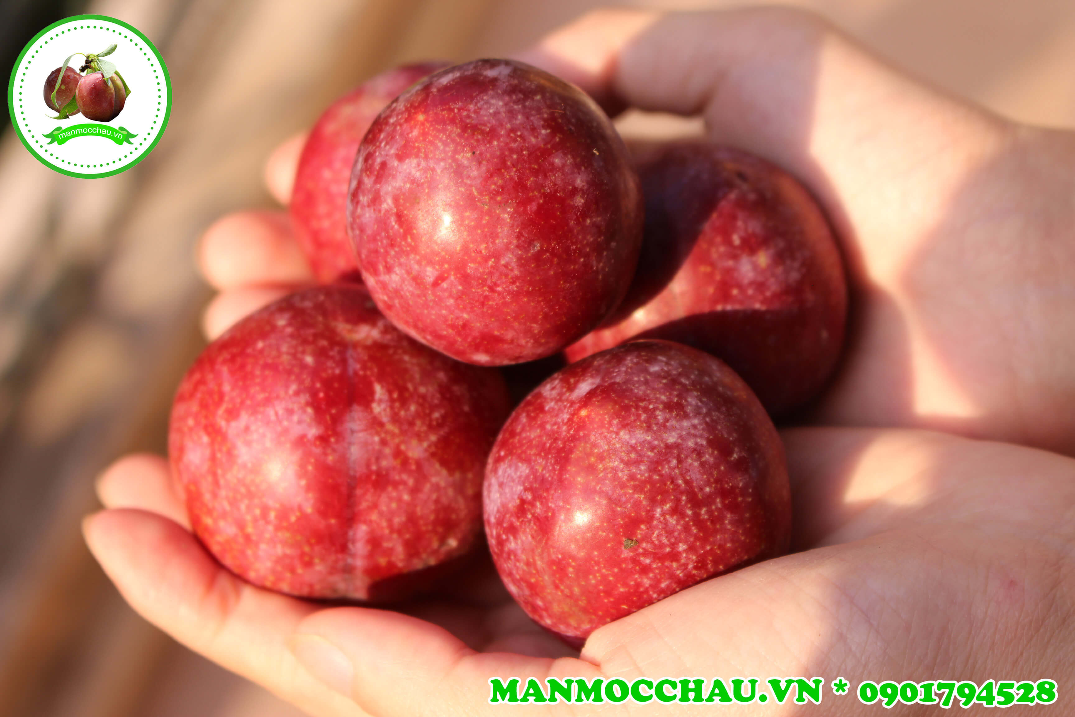 Cây Mận Hậu Sơn La