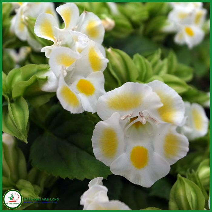 Hạt giống hoa Mắt nai (hạt tự thu) - 50 hạt