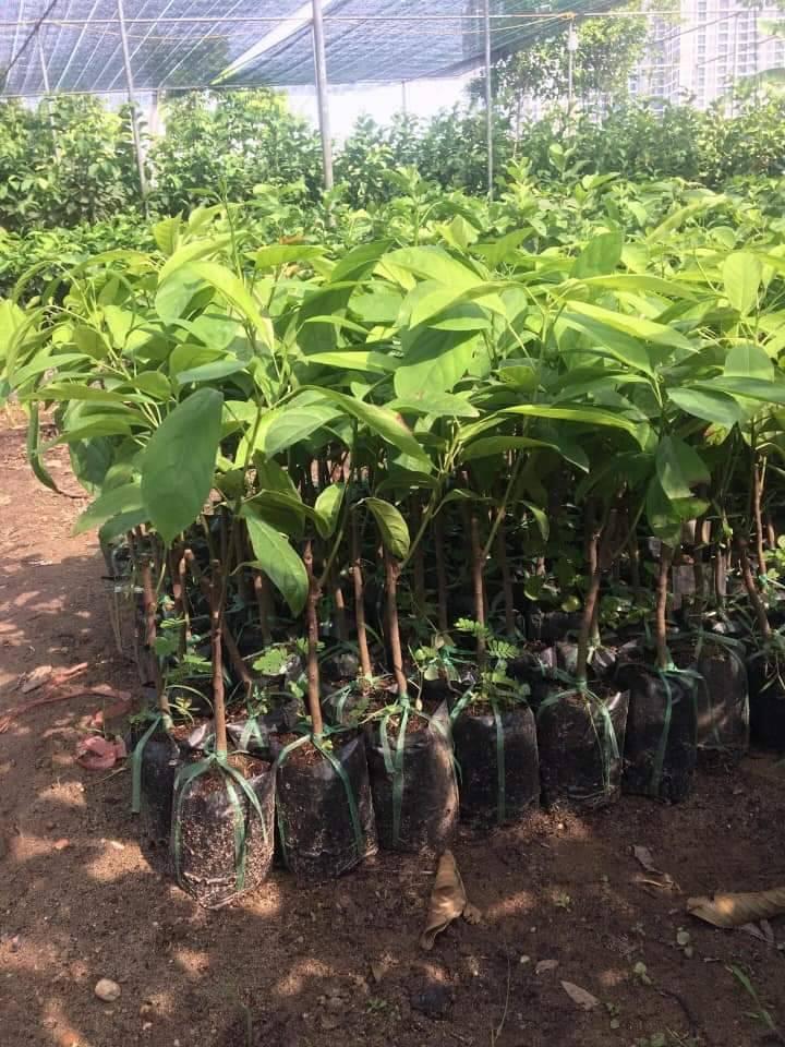 Cây giống dâu da xanh trái tròn
