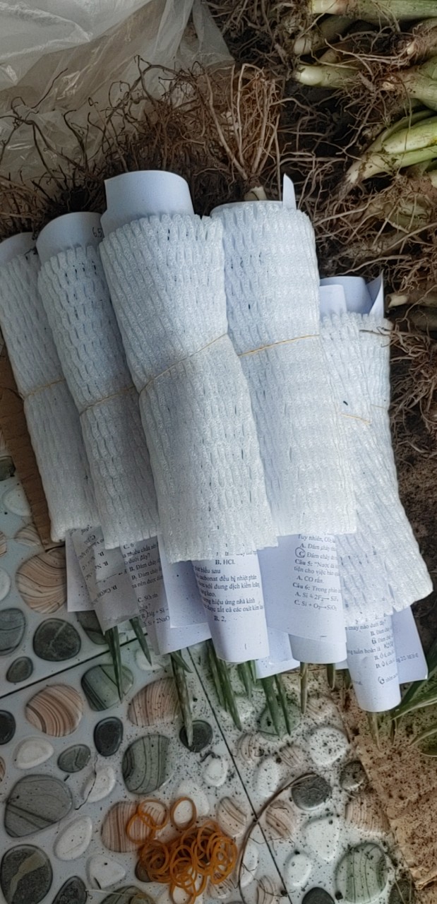 2 Cây Nha Đam Mỹ Loại To 35-40cm ( Cây ươm chậu to khoẻ)