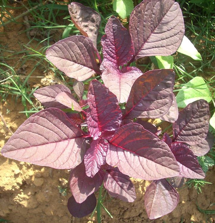 Hạt Giống Dền đỏ Lá Nhọn Amaranth Red 068 - ( 50gr - 92,000 hạt )