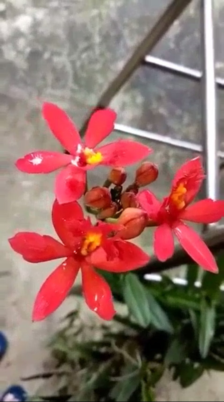 Cây giống lan Môi Cờ ( Trúc Lan)
