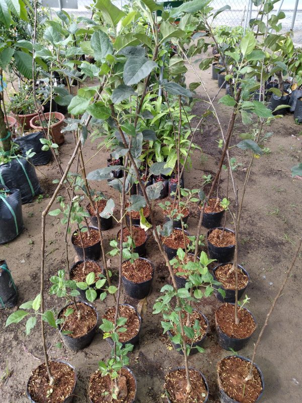 Cây giống TÁO VỎ ĐỎ,RUỘT ĐỎ MỸ NHẬP KHẨU