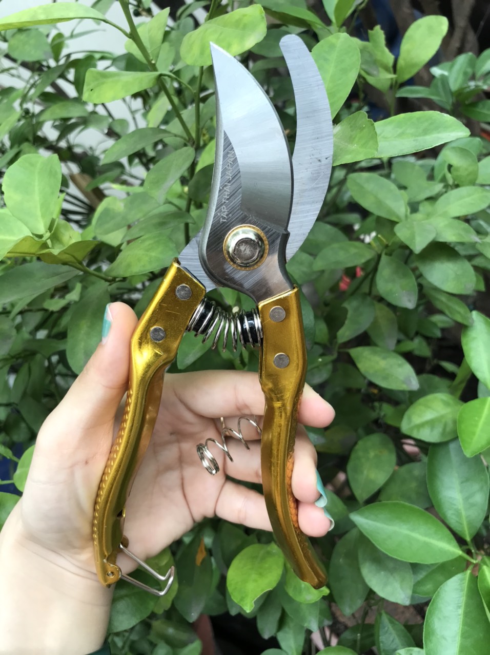 [HCM]KÉO CẮT CÀNH CÂY TỈA LÁ TOP VẢY CÁ ( HÀNG CHẤT LƯỢNG)