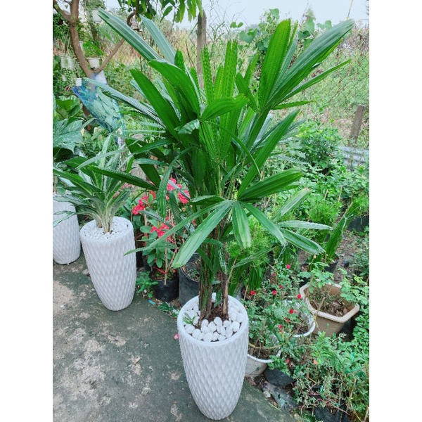 Chậu Cây Trúc Mây(Cật Mật)