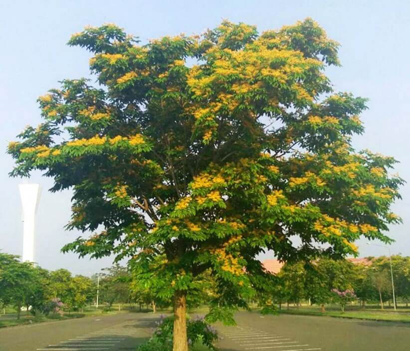 Cây Giáng Hương - cây giống