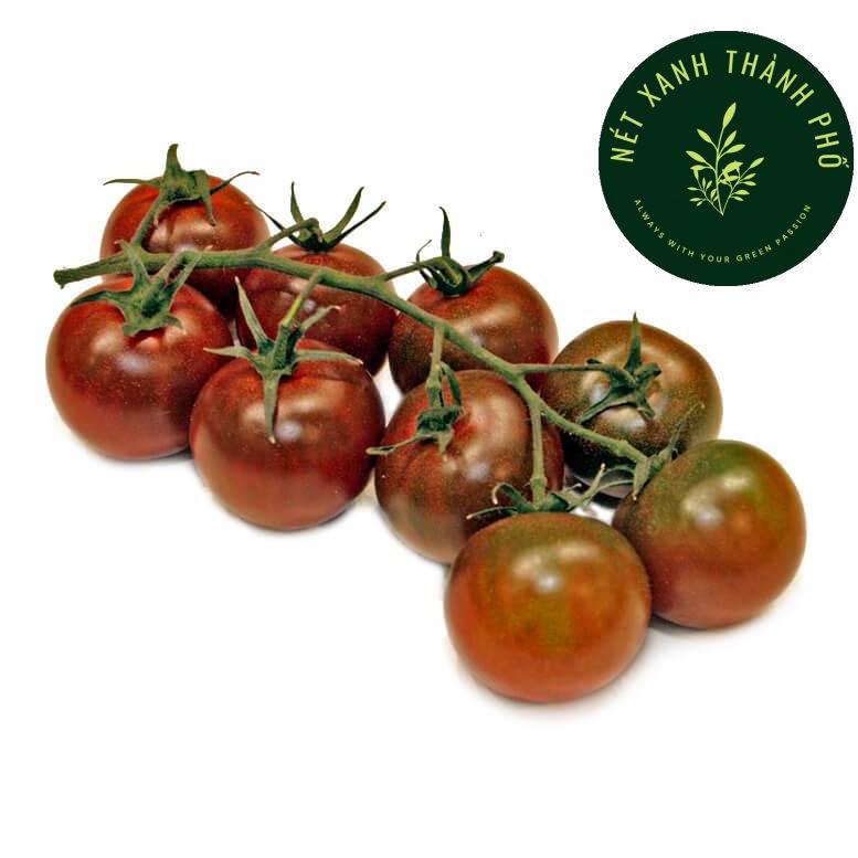 Hạt giống Cà Chua Cherry đen, Cà Chua Cherry Socola - H2T FARM