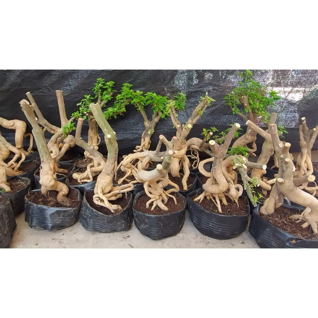 Phôi gốc Hoa giấy Mỹ bonsai