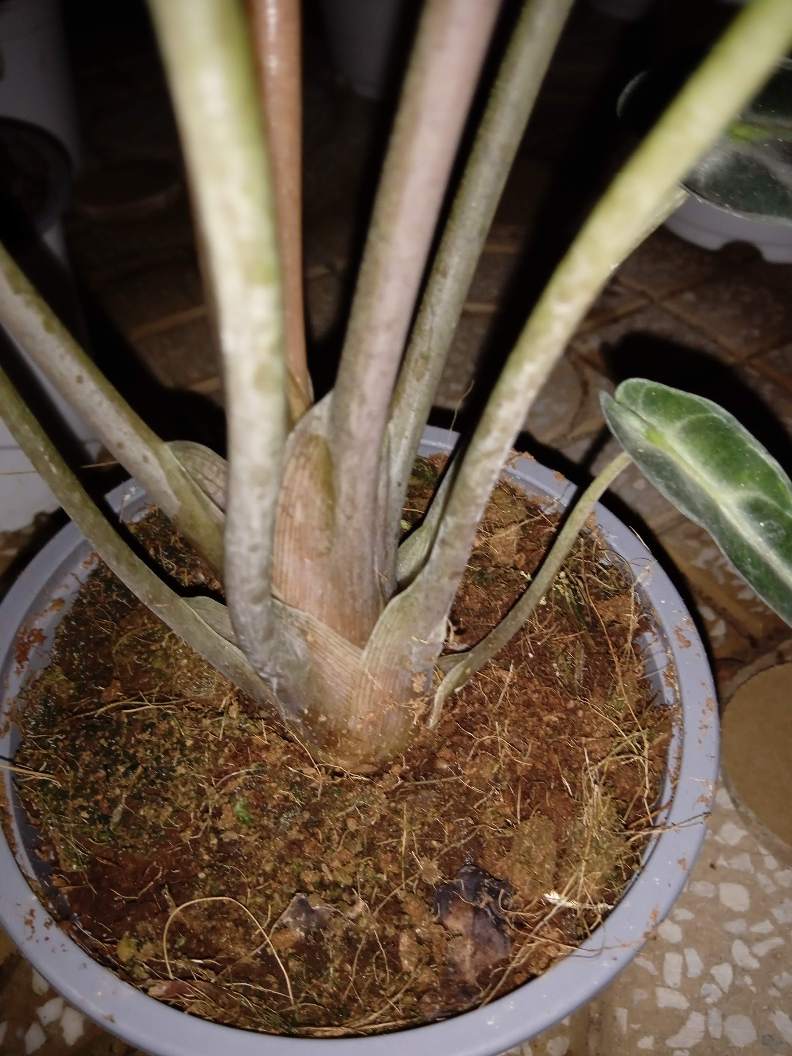 Cây môn quan âm bản lá dày nhọn