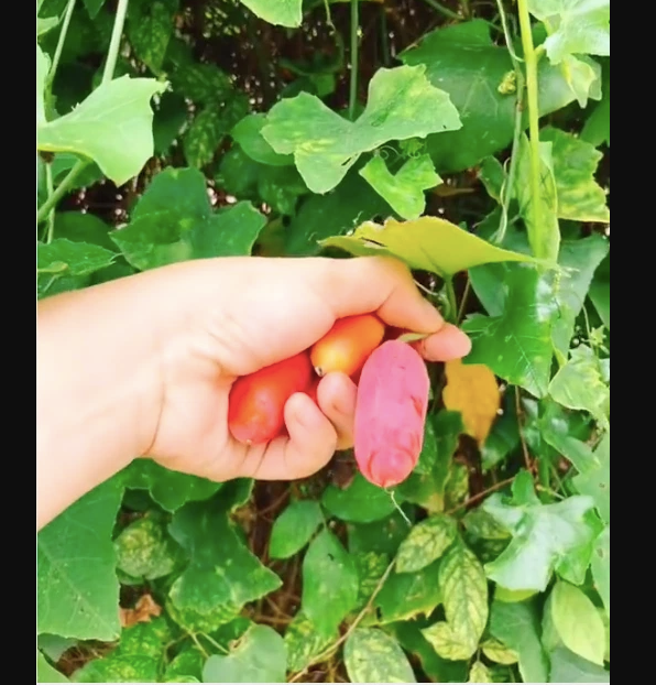 Hạt giống Cây Bình Bát Dây - gói 20 hạt