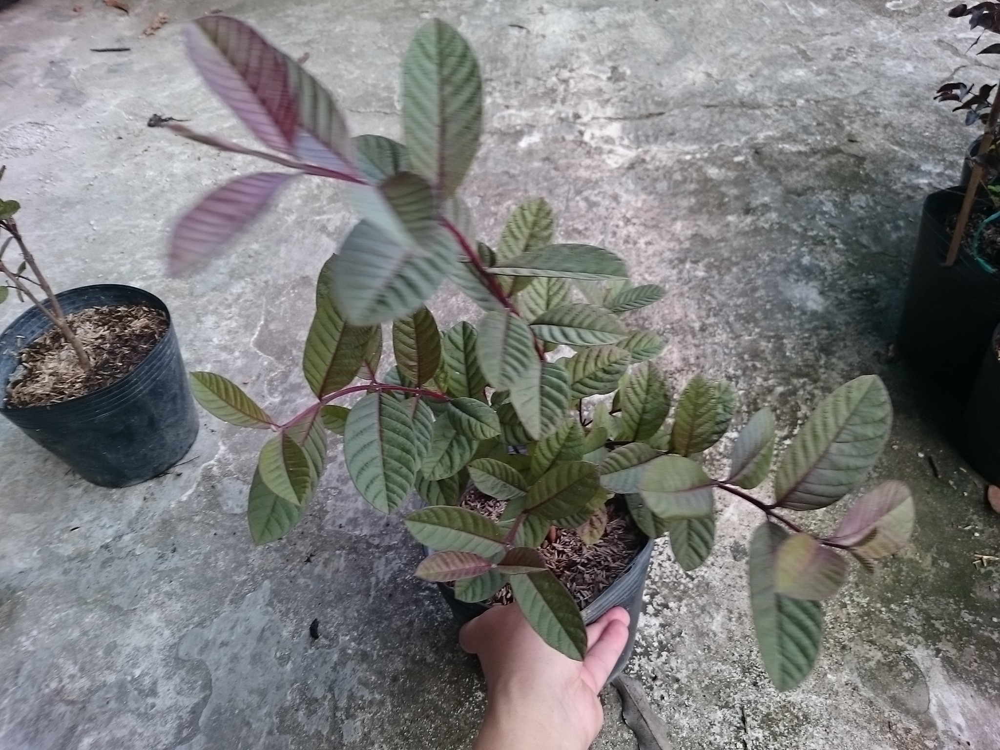 Cây Ổi Tím Malaysia - cây ăn quả