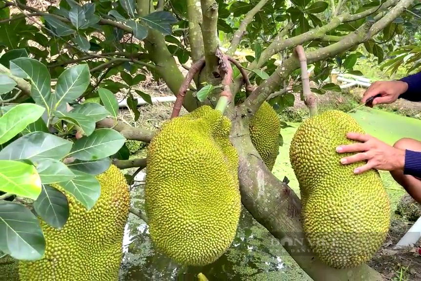 Cây giống mít Malaysia ruột đỏ sơ đỏ