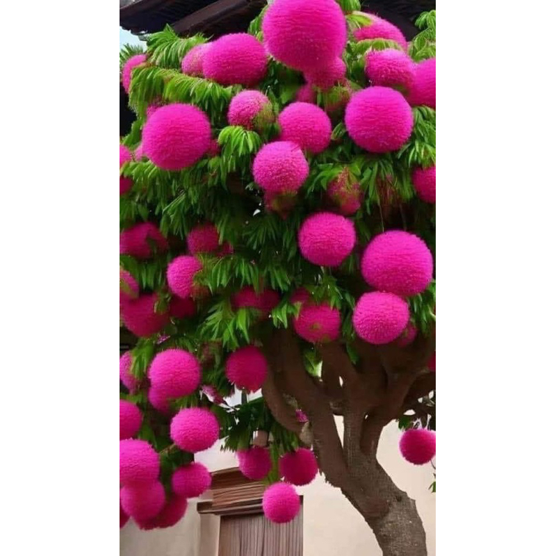 Cây giống hoa LƯU TÔ(1 cây)