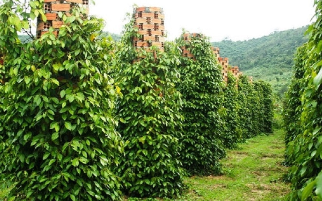 1kg Tiêu đen vườn sạch