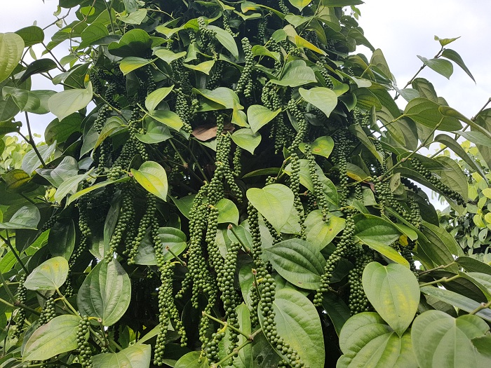 Combo 10 cây tiêu giống chuẩn.