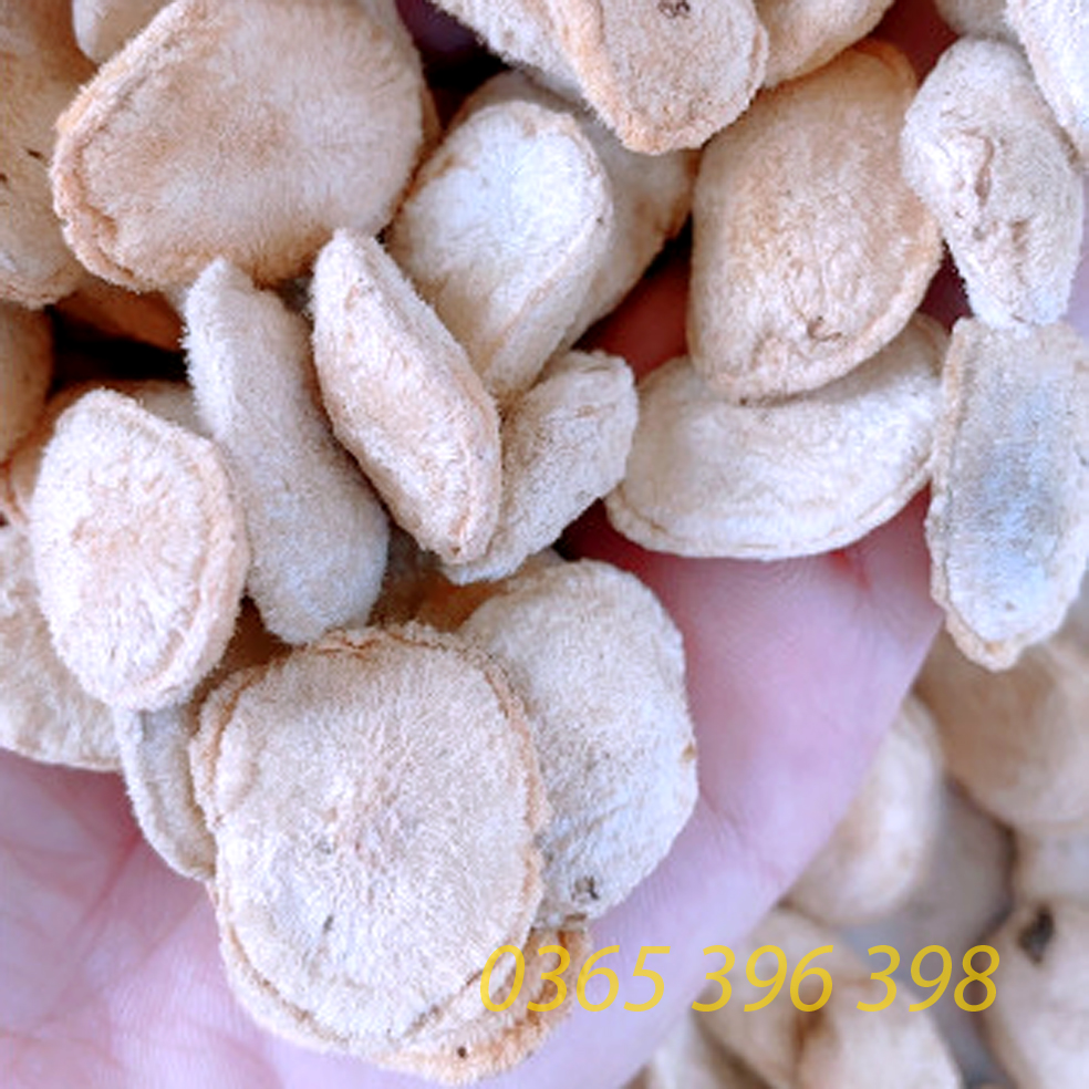 Hạt Sang (Hạt Sành) trắng, chữa đau dạ dày 1gói 10 hạt