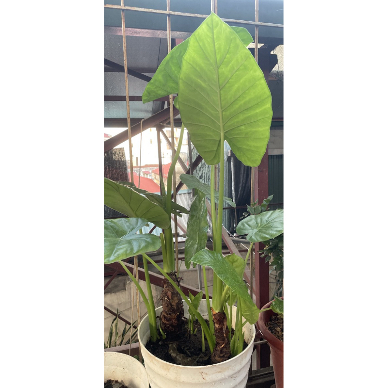 ráy voi làm cảnh (củ giống đẹp)