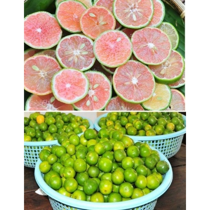 Cây chanh đào cao 40-50cm thơm mọng ruột hồng