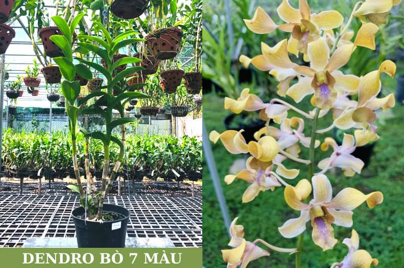 Denro nắng Bò 7 màu