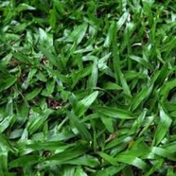 Hạt Giống Cỏ lá gừng cỏ lá tre cỏ nuôi gà. Túi 100 gram- Chất giống - Phát Triển Nhanh.