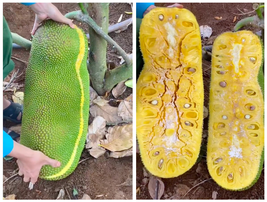 Cây Giống Mít Thướt Mã Lai Trái Dài