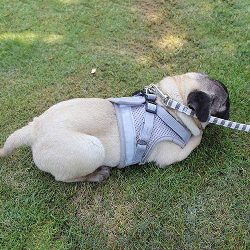 body belt for pug