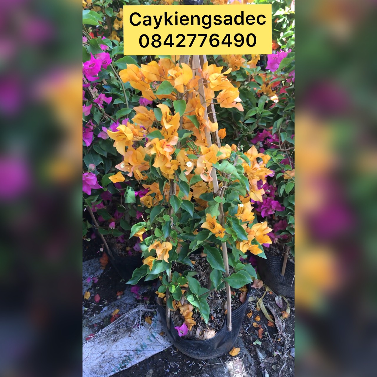 cây hoa giấy thái caykiengsadec + tặng phân bón