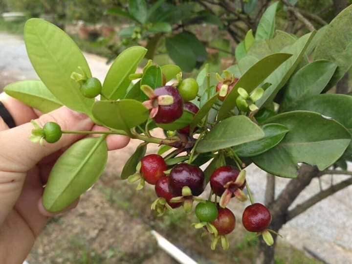 CÂY GIỐNG CHERRY NAM MỸ (CHERRY NHIỆT ĐỚI BRAZIL)