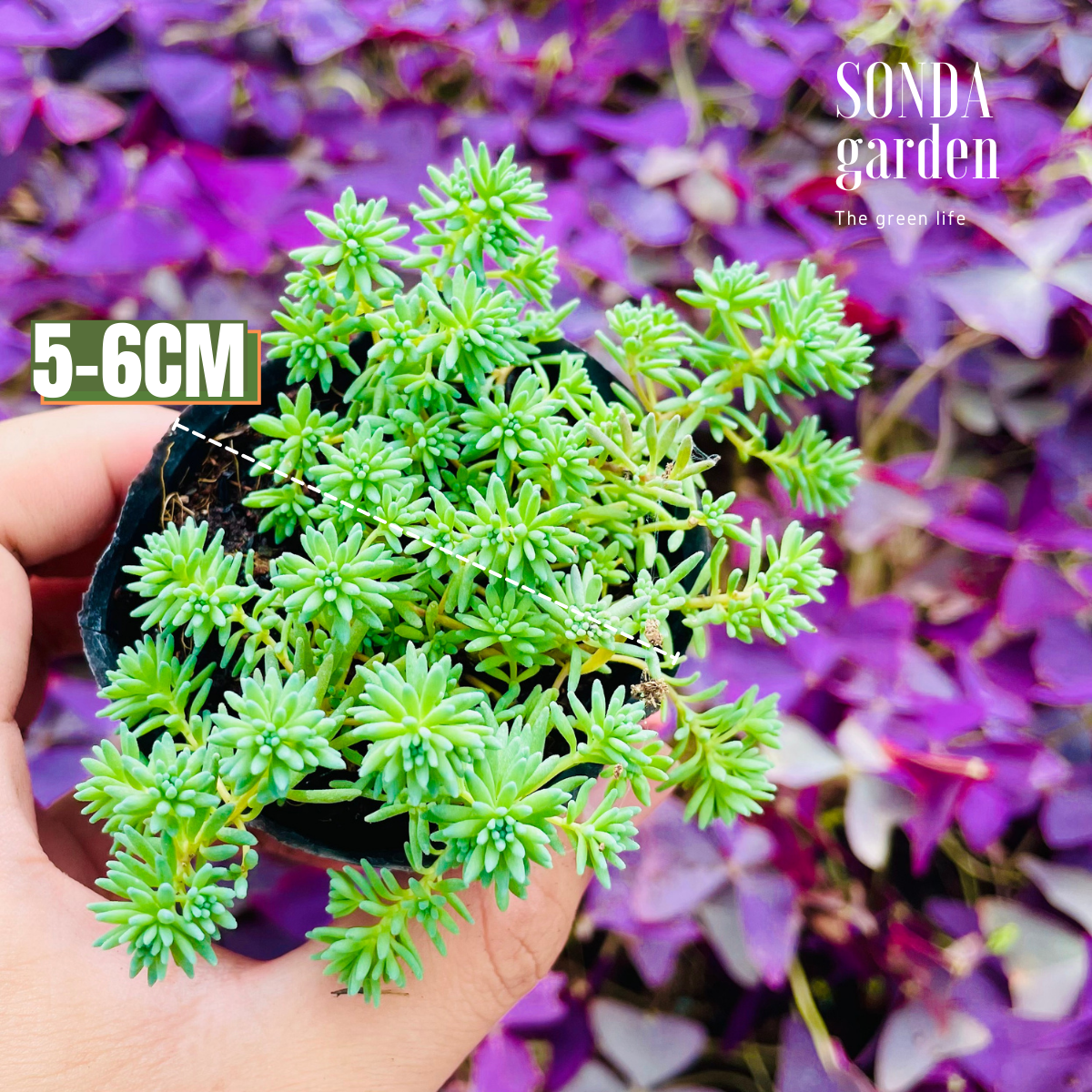 SEN ĐÁ SEDUM CƠM SIZE BÉ SIÊU KHỎE ĐẸP LỖI 1 ĐỔI 1