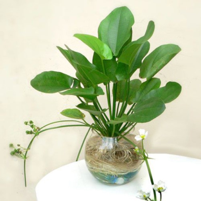 Cây Lan Nước - Cây Thuỷ Sinh Dễ Trồng Không Cần CO2