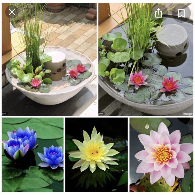 Củ súng mini