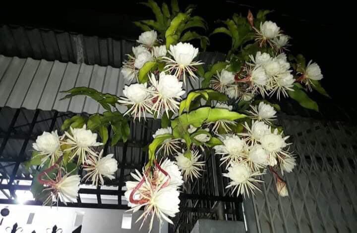 Quỳnh Hương- Dạ Quỳnh - Chậu Giống