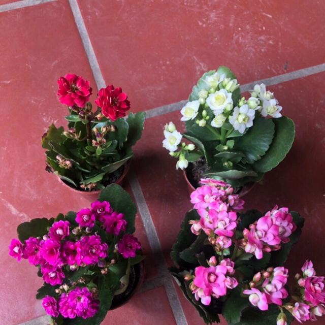 Cây hoa sống đời kép đang nụ (gửi cây như hình)