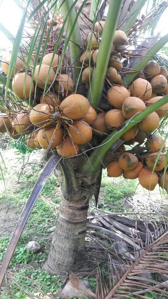Giống dừa mã lai chuẩn F1