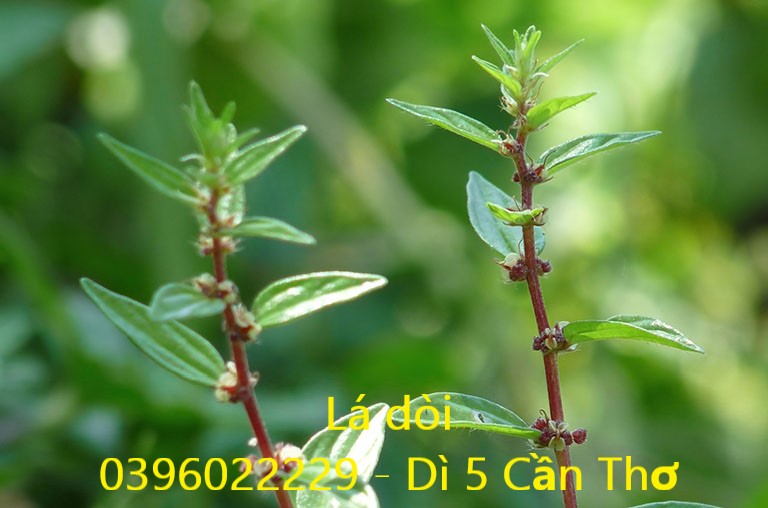 Lá dòi phơi khô 1 ký sạch đẹp