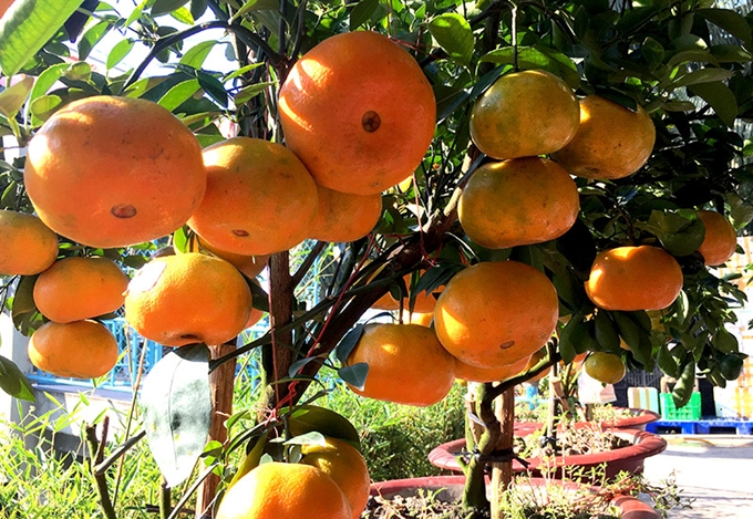 Cây Giống Quýt đường ( quýt ngọt)