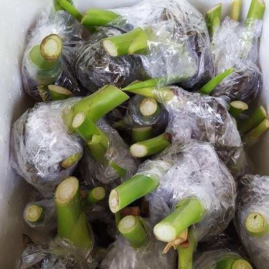 02 Củ Giống Hoa Sen Đa Lộc - sen đất (củ giao TT như hình 3)