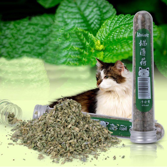 Cỏ bạc hà khô, cỏ mèo, catnip