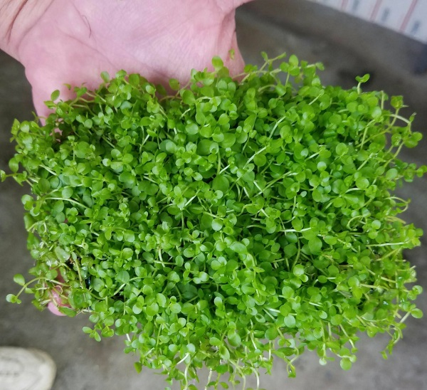 TRÂN CHÂU NGỌC TRAI THỦY SINH (1 TẤT)