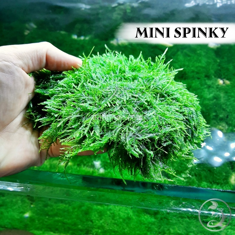 Rêu Mini Spinky | Loại Rêu Thuỷ Sinh Đẹp, Dễ Chăm sóc