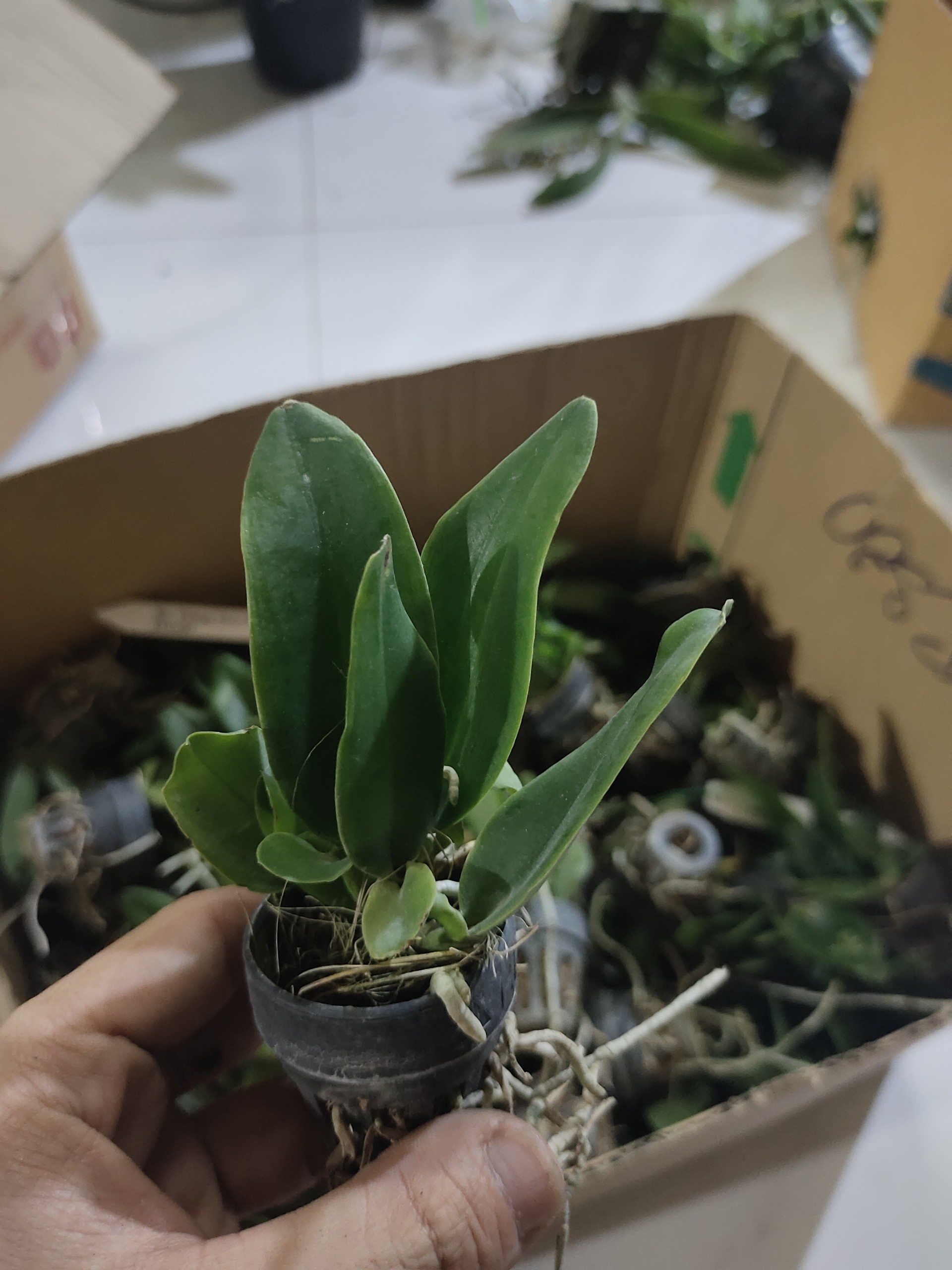 CATT VUA CƯƠNG SƠN CÂY GIỐNG Cao 5-10Cm
