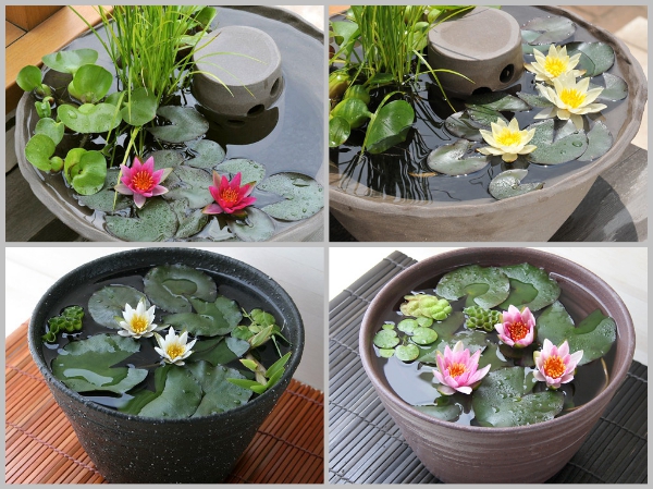 ( GỬI MIỀN BẮC- TRUNG ) Củ hoa súng Thái mini.