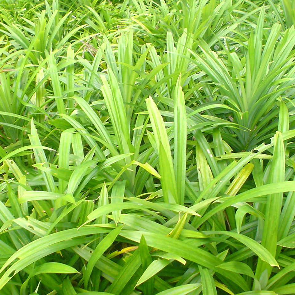 Lá nếp ( lá dứa ) 🌹🌹 MUA 3 TẶNG 1 🌹🌹 Số lượng có hạn