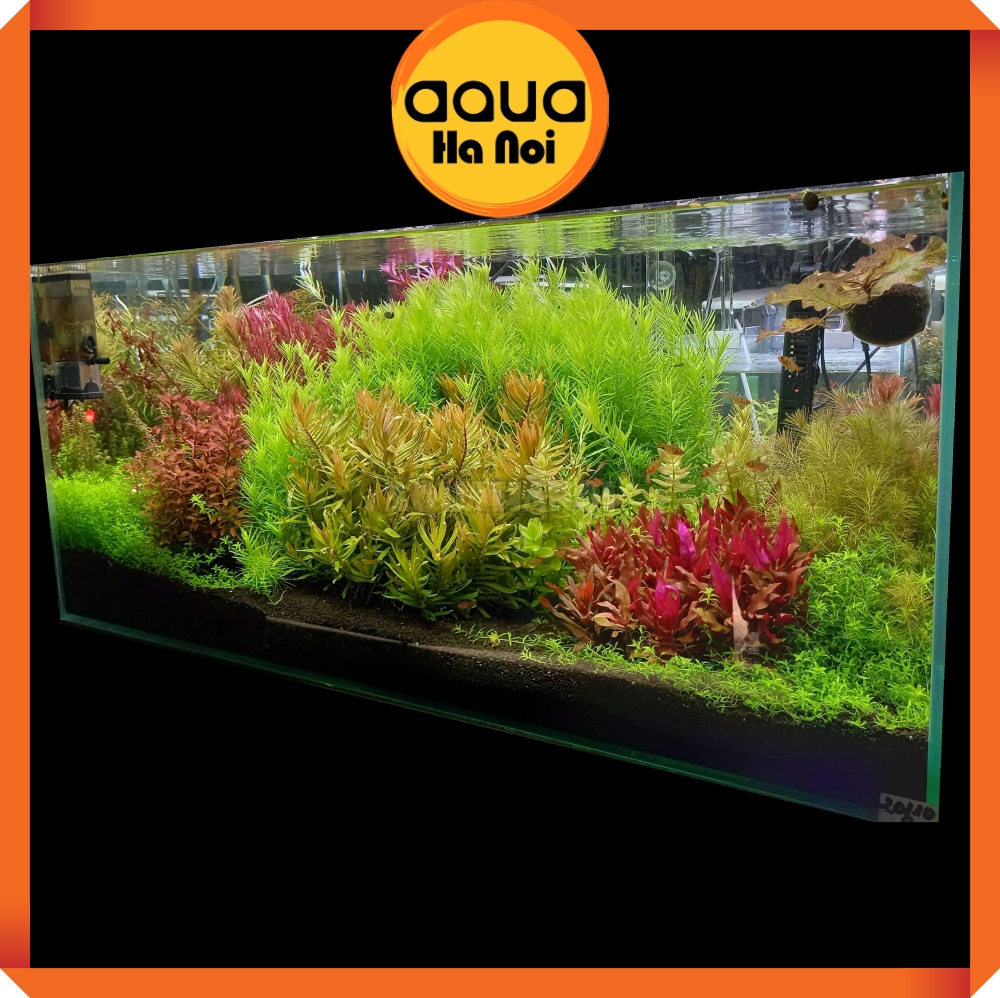 Phân nền thuỷ sinh Nhật Bản AquaBest Black