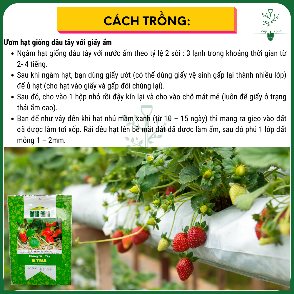 Hạt Giống Dâu Tây ETNA Rạng Đông 10 Hạt