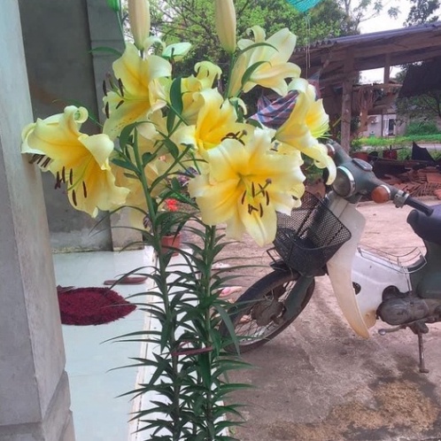 Củ ly cao hà lan cánh kép mix màu