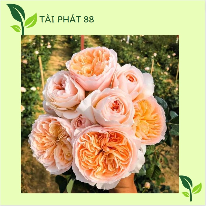 Gốc Hoa Hồng ngoại đủ 30 màu