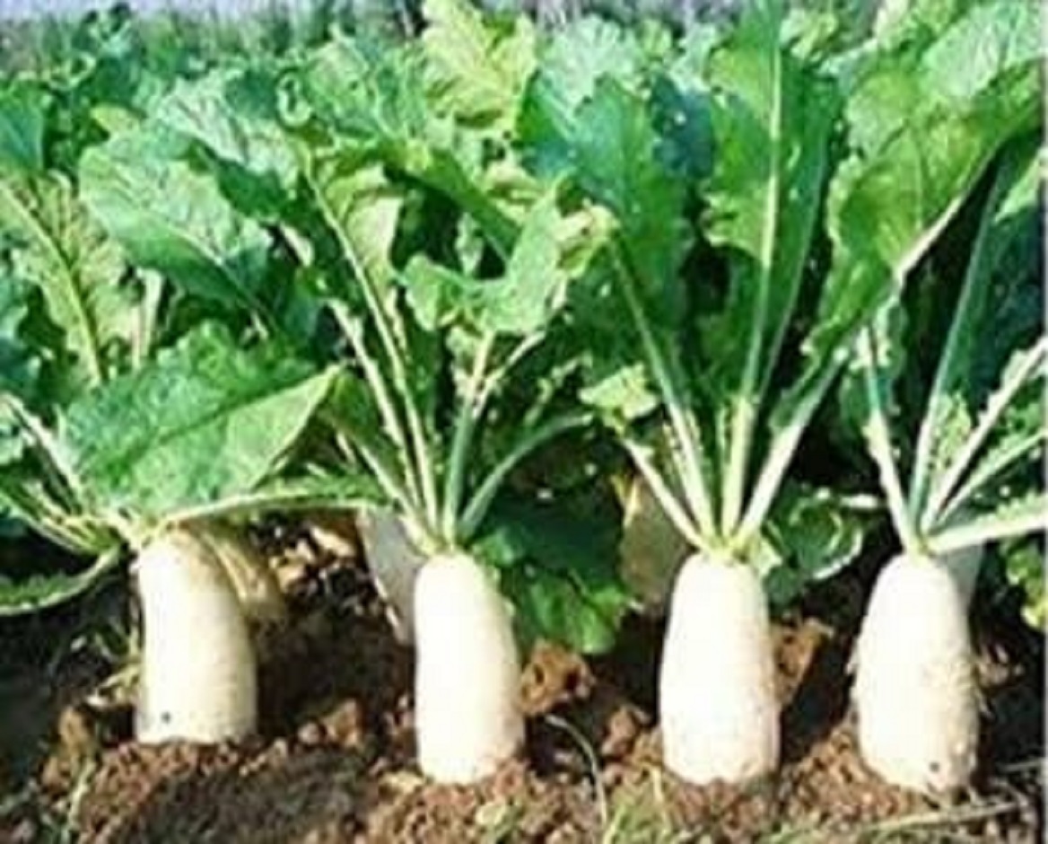 labanos-seed-s-snow-white-radish-fast-growing-45-60-days-hybrid