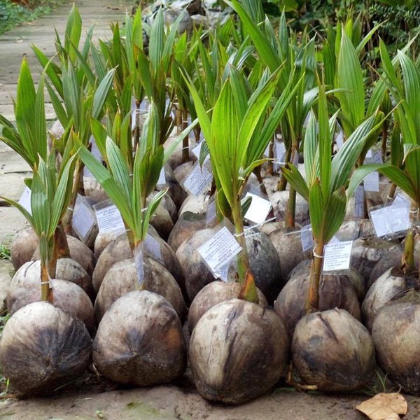 Combo 2 Cây Dừa Sáp Cây Giống Chuẩn, Chất Lượng ( VIỆN NGHIÊN CỨU RAU QUẢ HÀ NỘI)