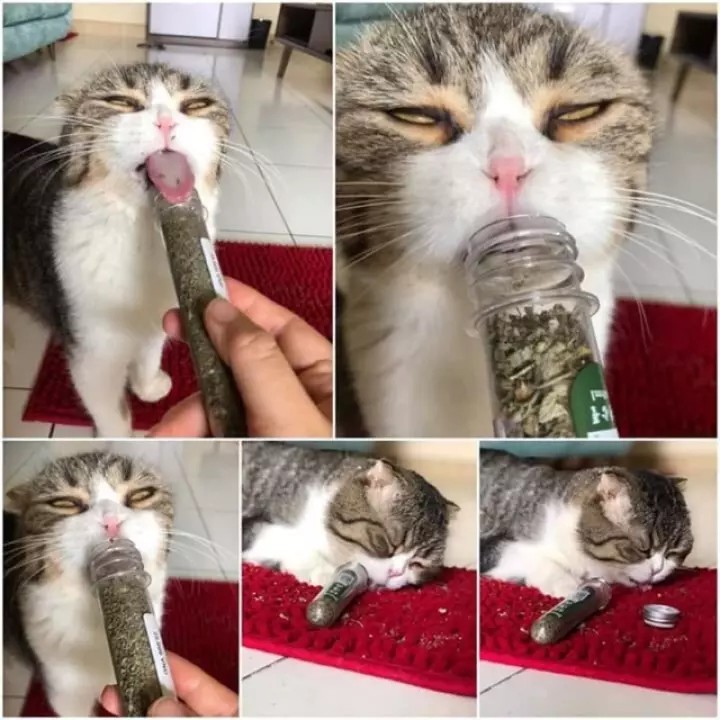 Cỏ bạc hà khô, cỏ mèo, catnip